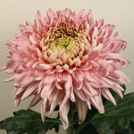 Chrysanthemum Dendranthema 'Beppie Rose' X6