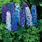 Delphinium x cultorum Magic Fountain Mixed X6