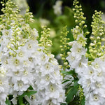 Delphinium x Cultorum Magic Fountain 'Pure White' X6