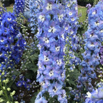 Delphinium Magic Fountains Sky Blue/White Bee X6