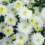 Chrysanthemum 'Poppins White' X5