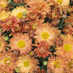 Chrysanthemum 'Poppins Apricot' X5