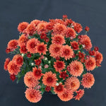 Chrysanthemum Poppins 'Autumn Bronze' X5