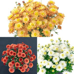 Chrysanthemum Poppins X6