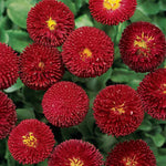 Bellis Perennis 'Tasso Red' X12