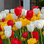 Tulip Red, Yellow and White Mix Triumph Tulips X30