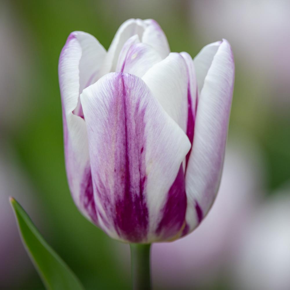 Tulip Triumph 'Flag Mix'  X50