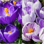 Crocus Vernus 'Purple and Striped' Mix X50