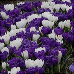 Crocus Vernus 'Purple and White mix' X50