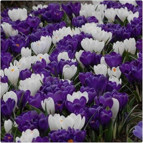 Crocus Vernus 'Purple and White mix' X50