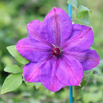 Clematis Hybrid 'Elsa Spath' Bare Root X3