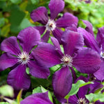 Clematis Viticella 'Polish Spirit' X3 Bare Root