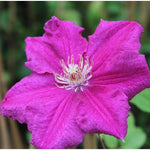 Clematis Hybrid 'Ernest Markham' X 3 Bare Root