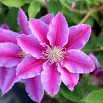 Clematis Hybrid 'Dr Ruppel' X 3 Bare Root