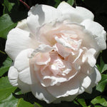 Rose Bare Root 'Madame Alfred Carriere'