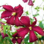 Clematis Viticella Madame Julia Correvon X3 Bare Root