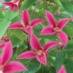 Clematis Texensis Princess Diana X3 Bare Root