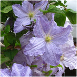 Clematis Blekitny Aniol (Blue Angel) X 3 Bare Root