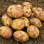 Seed Potato 'King Edward'