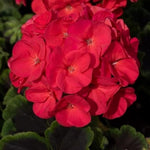 Geranium Horizon Shadow Violet Pelargonium X6
