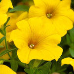 Petunia (Petchoa) Beautical Yellow Sun X5