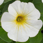 Petunia (Petchoa) Beautical Pearl White X5