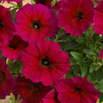 Petunia (Petchoa) Beautical Bordeaux X5