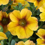Petunia (Petchoa) Beautical Caramel Yellow X5