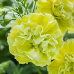 Petunia Tumbelina Matilda X5