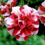 Petunia Tumbelina Cherry Ripple X5