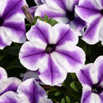 Petunia Surfinia ‘Blue Vein’ X5