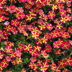 Petunia Amore 'Queen of Hearts' X5