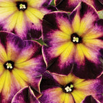 Petunia Crazytunia 'Moonstruck' X5