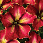 Petunia Crazytunia 'Mandeville' X5