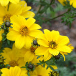 Bidens 'Bee Giant Yellow' X5