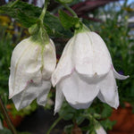 Campanula punctata ‘Wedding Bells’ White X3