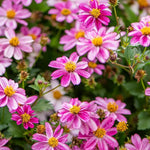 Bidens 'Pretty in Pink' X5