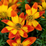 Bidens 'Blazing Embers' X5