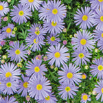 Brachyscome 'Blue' X5