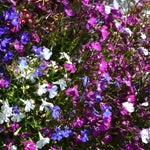 Lobelia 'String of Pearls' X24