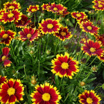 Coreopsis Hybrida 'Uptick Red' X3