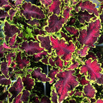 Coleus Mystical Rose X3