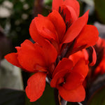 Canna Lily Cannova 'Bronze Scarlet' X3
