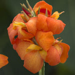 Canna Lily Cannova 'Orange Shades' X3