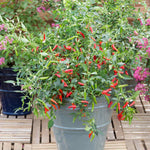 Chilli Pepper 'Pikito' X3