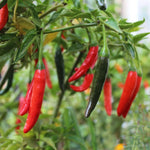 Chilli Pepper 'Cayenne' X3