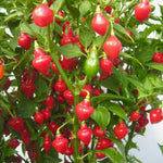 Chilli Pepper 'Spinning Tops' X3