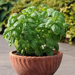 Basil 'Dolce Fresca' Herb Plug Plants X3 for Potting on