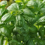 Basil 'Dolce Fresca' X3