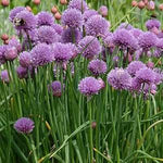 Chives Herb Plug Plants X3 for Potting on